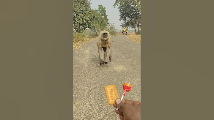 Village Road Moment 😲 Langur Comes for Biscuit & Lollipop 🍪🍭#Langur #MonkeyVideo