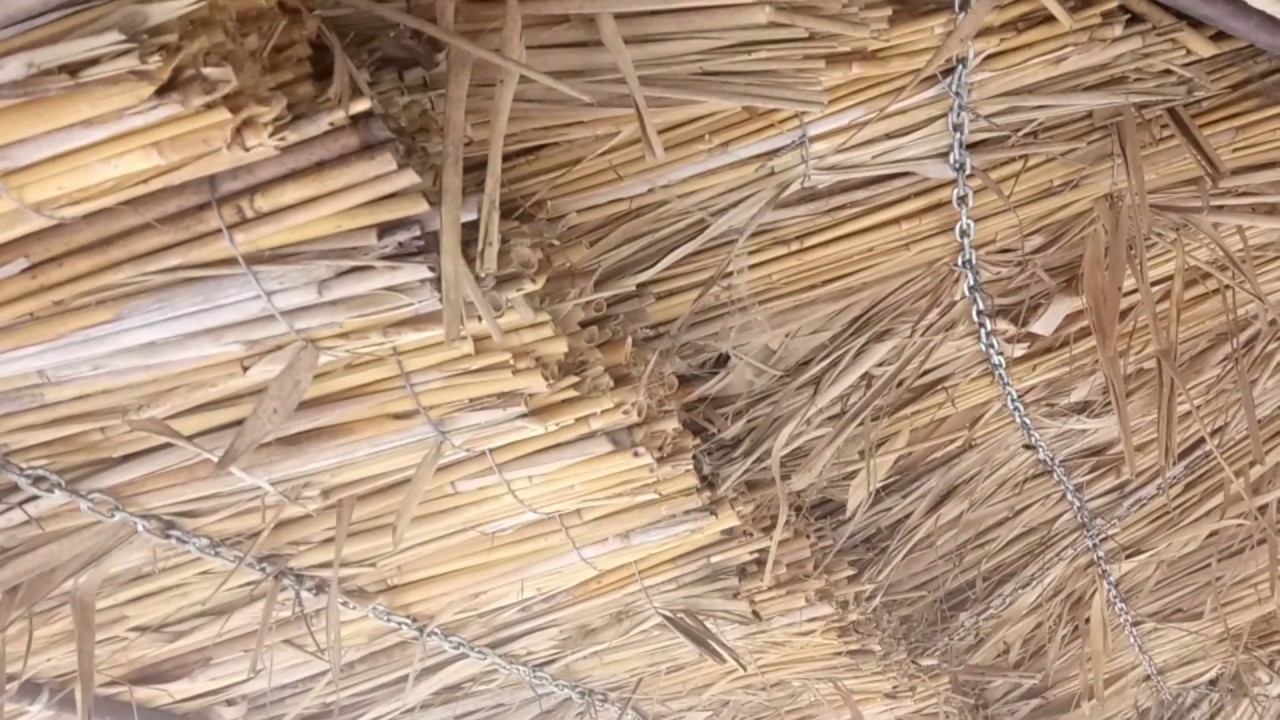 Жужу, Дикие пчелы и шмели жужжат как самолеты - YouTube