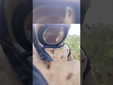 Азиатский шершень