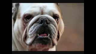 Все породы собак.Бульдог (Bulldog) Все породы собак.Бульдог (Bulldog)