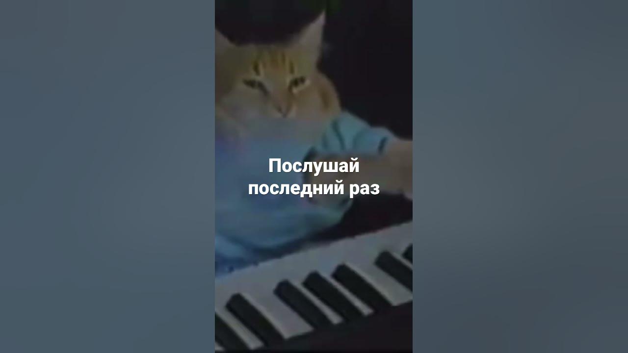 #котики #shorts #пианино #караоке - YouTube