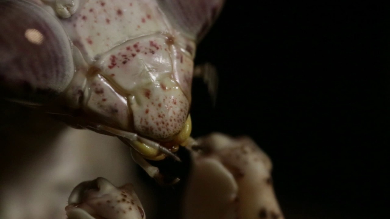 Praying Mantis Mouth Parts Extreme Close Up. - YouTube
