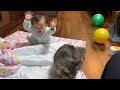 娘と布団の取り合いをする猫　ノルウェージャンフォレストキャット　Cat having a futon with her owner's daughter