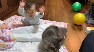 娘と布団の取り合いをする猫　ノルウェージャンフォレストキャット　Cat having a futon with her owner's daughter