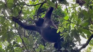 Gorilla in the tree