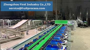 Kiwi grading sorting machine, electronic weight sorting line for kiwi