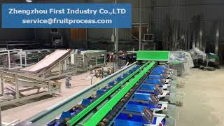 Kiwi grading sorting machine, electronic weight sorting line for kiwi