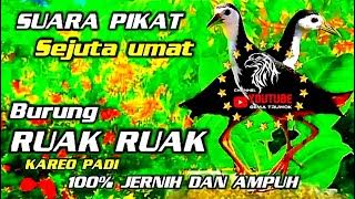 SUARA PIKAT BURUNG RUAK RUAK [ KAREO PADI ] JERNIH//bird trap