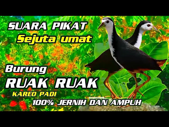 SUARA PIKAT BURUNG RUAK RUAK [ KAREO PADI ] JERNIH//bird trap class=