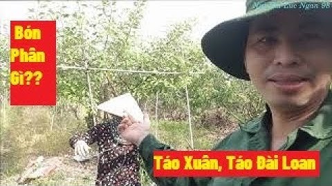 Hướng Dẫn Bón Phân Cho Cây Táo Xuân, Táo Đài Loan Sau Khi Khoanh Gốc I Nui Doi Luc Ngan 98