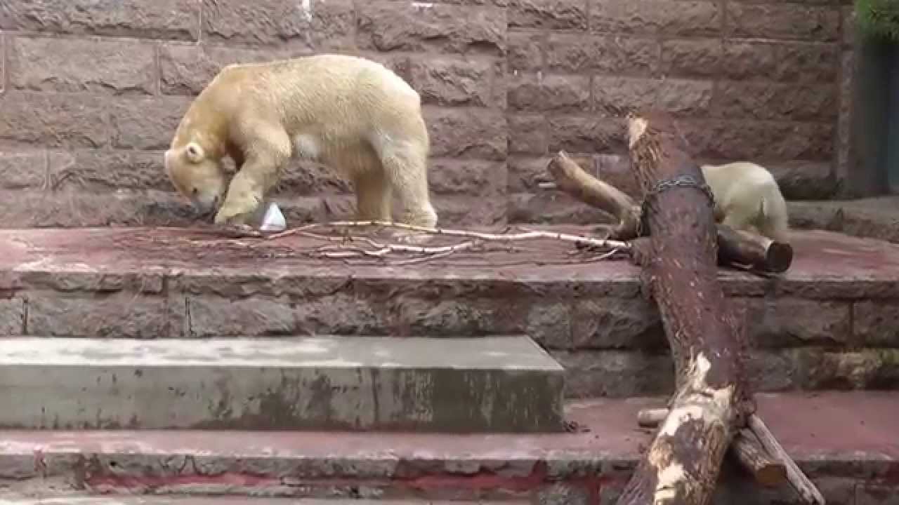 Bei Fiete und Vilma fällt der Fisch vom Himmel      Zoo Rostock