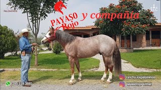 Payaso Rojo Gunner en su casa Rancho Los Palominos: Cuna de Campeones Mexicanos