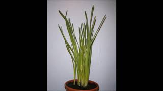 Daffodil timelapse