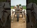 #new jugad #ytshorts #viral #shorts #cow