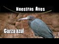 GARZA AZUL - Serie Nuestras Aves