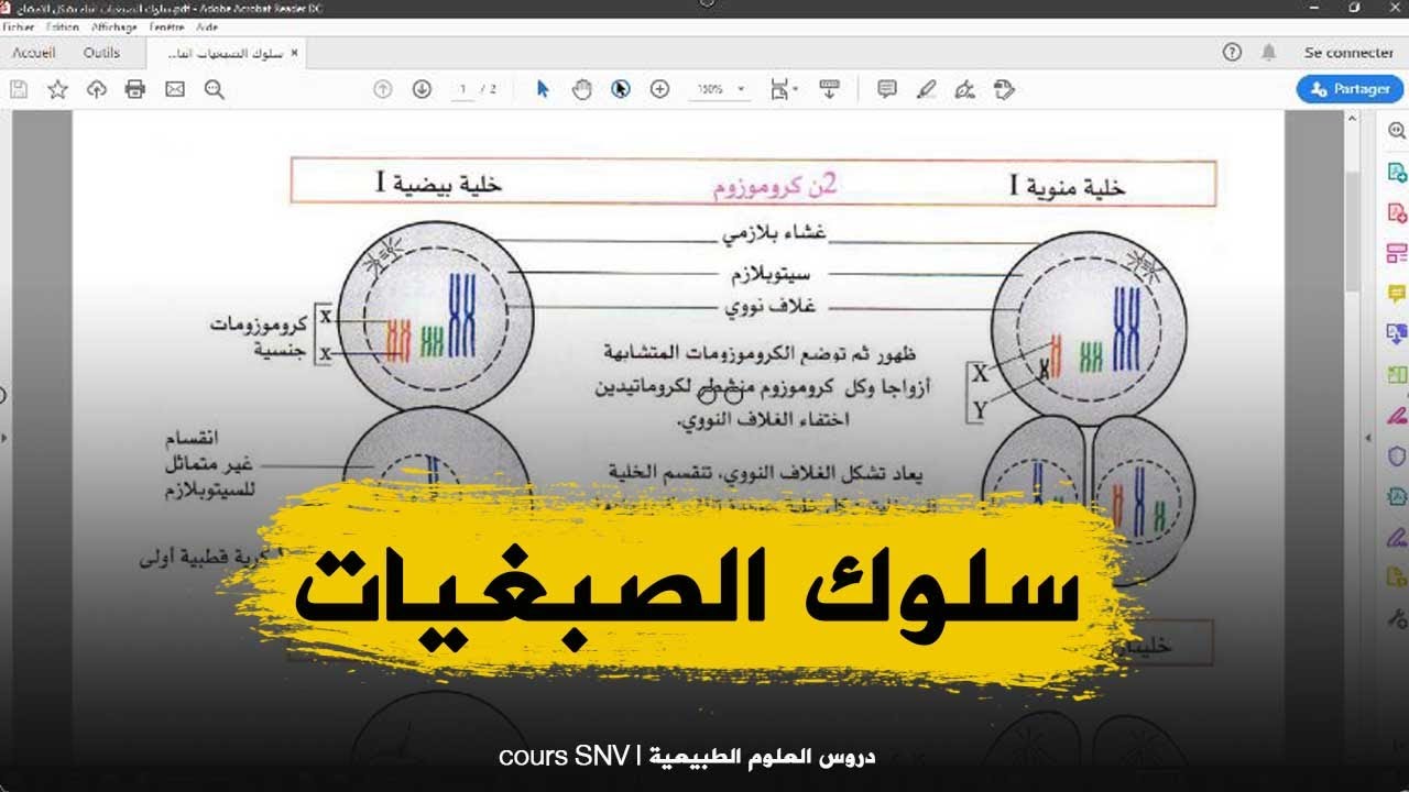 مطبوعة سلوك الصبغيات اثناء تشكل الامشاج علوم طبيعية للسنة الرابعة متوسط