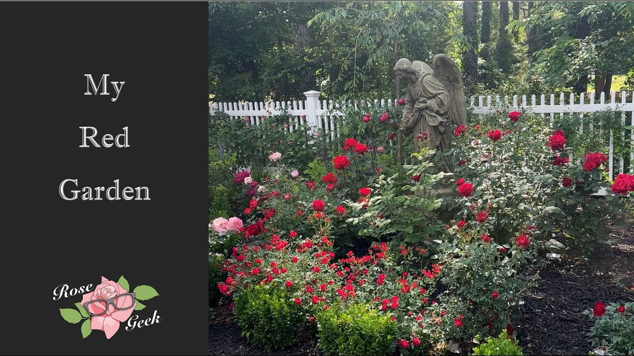🌹Red Garden Tour with 13 Healthy Varieties / Zone 8a Maryland