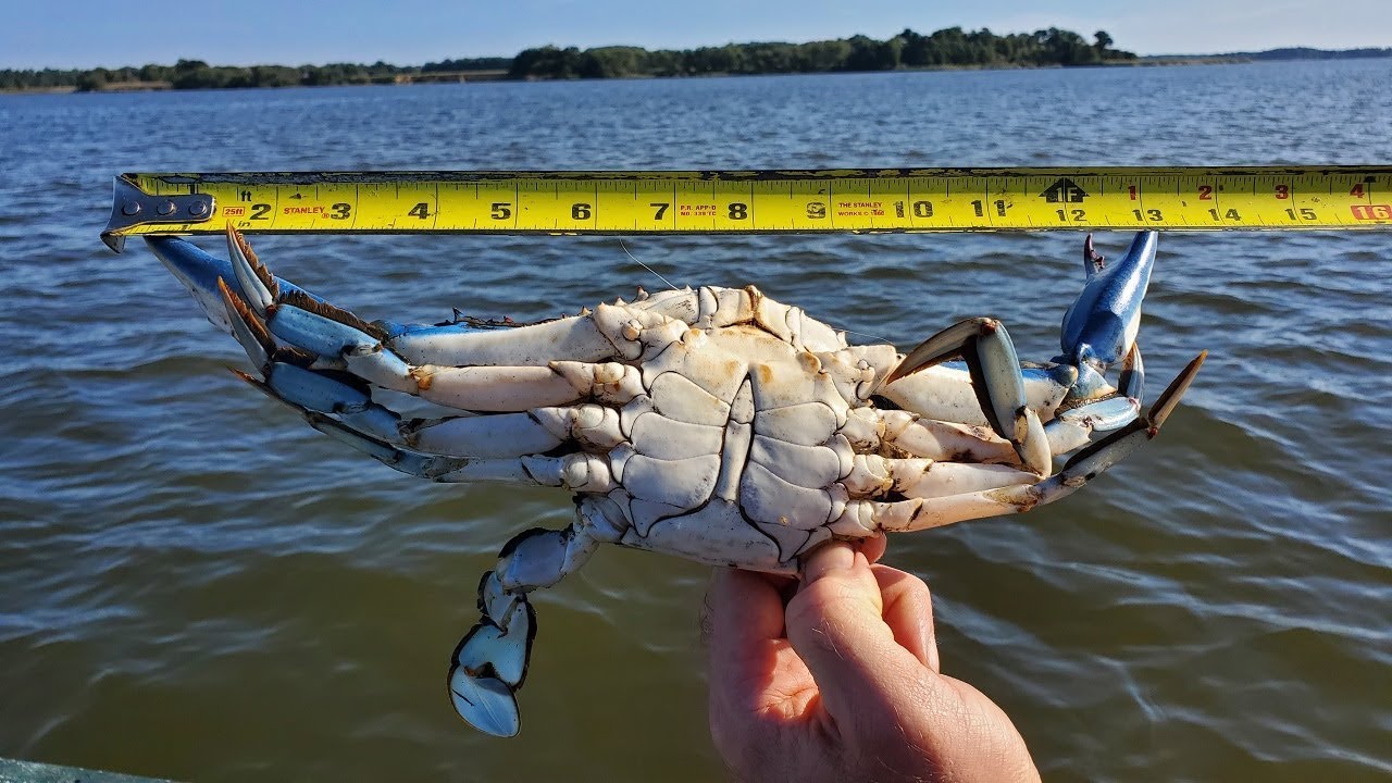 How to Catch Stone Hard Black Crabs (The Crab Show) - YouTube