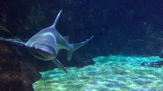 Virginia Aquarium & Marine Science Center (Promo)
