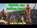 Отличная охота на зайца /лису 2019-2020. ВЗЯЛИ ПАРОЧКУ ТРОФЕЕВ Полювання на лиса/зайця. Fox hunting