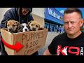 Top 5 Red Flags That Expose a BAD Dog Breeder!