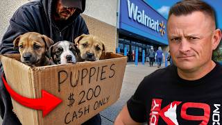 Famous Top 5 Red Flags That Expose a BAD Dog Breeder! Wealth