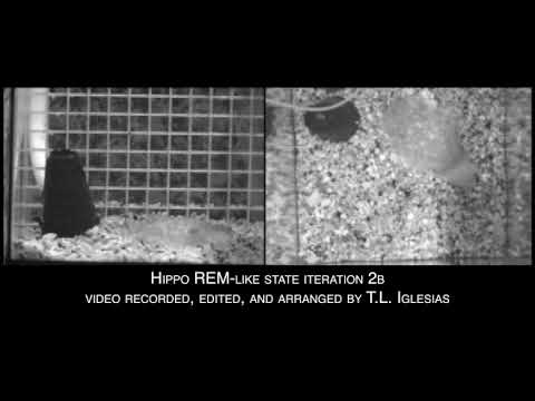 Sleep-like behavior with REM-sleep like state in the common cuttlefish, Sepia officinalis