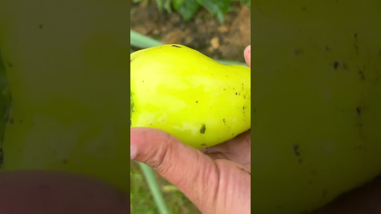It’s harvest time #gardening