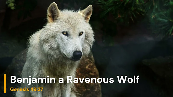 Benjamin a Ravenous Wolf | Genesis 49:27