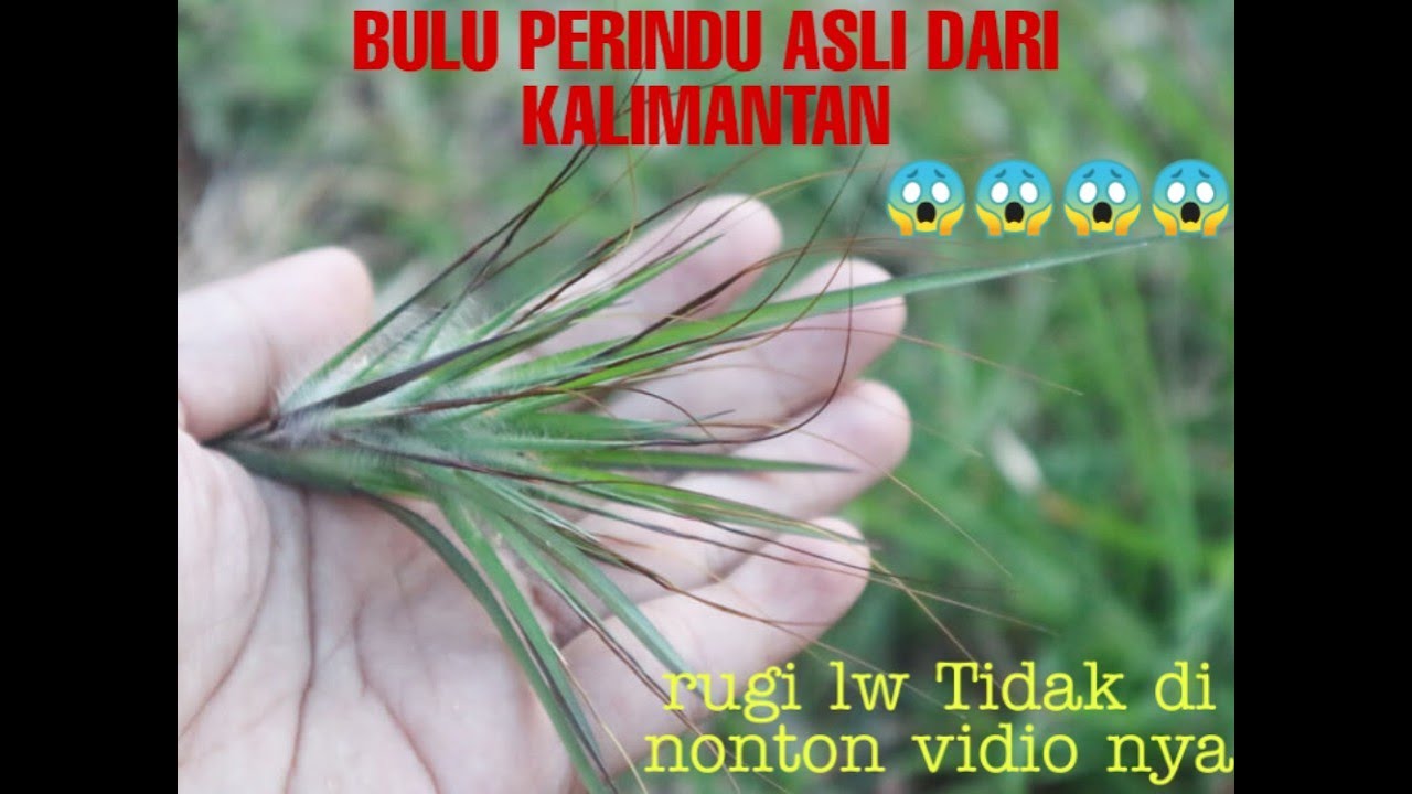 BULU PERINDU || ASLI KALIMANTAN 😱😱 - YouTube