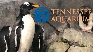 Tennessee Aquarium Tour Review with The Legend