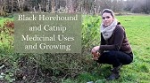 Growing Horehound Herb, Medicinal plant! - YouTube