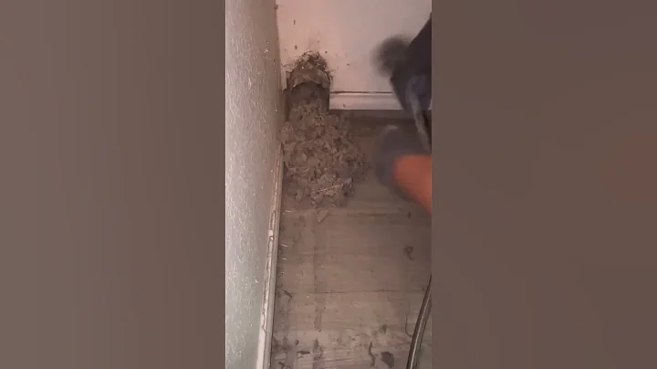 First cleaning since 1969! #oddlysatisfying #dryerventcleaning #asmr #vacuumtherapy