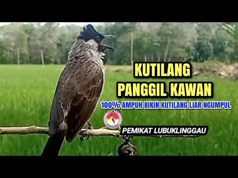 Suara Burung Kutilang Asli Pikat Juara Memanggil Lawan Agar Bunyi
