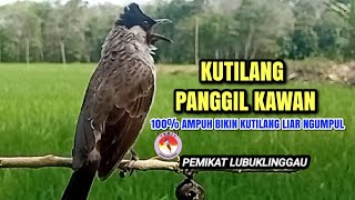 Suara Pikat Kutilang Ampuh 100%bikin kutilang liar emosi durasi panjang | cocok Panggilan & Masteran