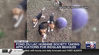 Ridglan Farms beagles up for adoption in Fond du Lac