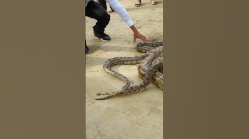 देखिए बहुत ही जबरदस्त तरीके से एक साथ 3 अजगर सांप को कैसे रेस्क्यू किया।Dangerous Rock Python Rescue