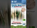 #maxxiagri : #fungisida  MALIKA 240SC, SEMPURNA BERANTAS PENYAKIT #jamur pada TANAMAN #padi #shorts