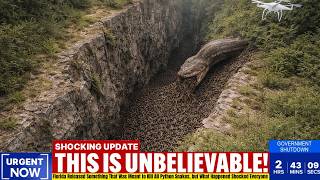 Florida Released Something That Was Meant to Kill All Python Snakes, What Happened Shocked Everyone