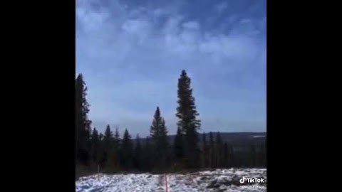 Living Trees #cryptid #cryptids #bigfoot #cryptozoology #sasquatch #paranormal #yeti #art