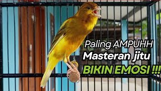 KENARI GACOR Cuit CUIT BIRAHI UNTUK PANCINGAN \u0026 MASTERAN Kenari PAUD AGAR BUNYI