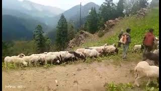 Ghauma Aafno Gharma Palekar Veda