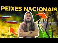 10 peixes nativos para aqurios mr betta