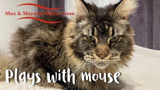 Maine Coon Mayson plays with mouse.