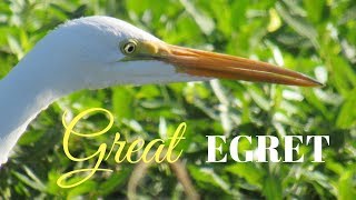 Great Egret at the Sacramento National Wildlife Refuge ☼ Pacific Flyway Birding Hotspots