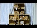 【マンチカンズ】マンチカン一家の記念撮影 ~kitten hotel~