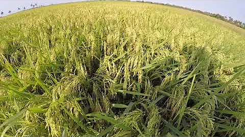 Rice Farming | Bigante Plus | Hybrid | Dry Season (82 DAT) Days After Transplant - DayDayNews