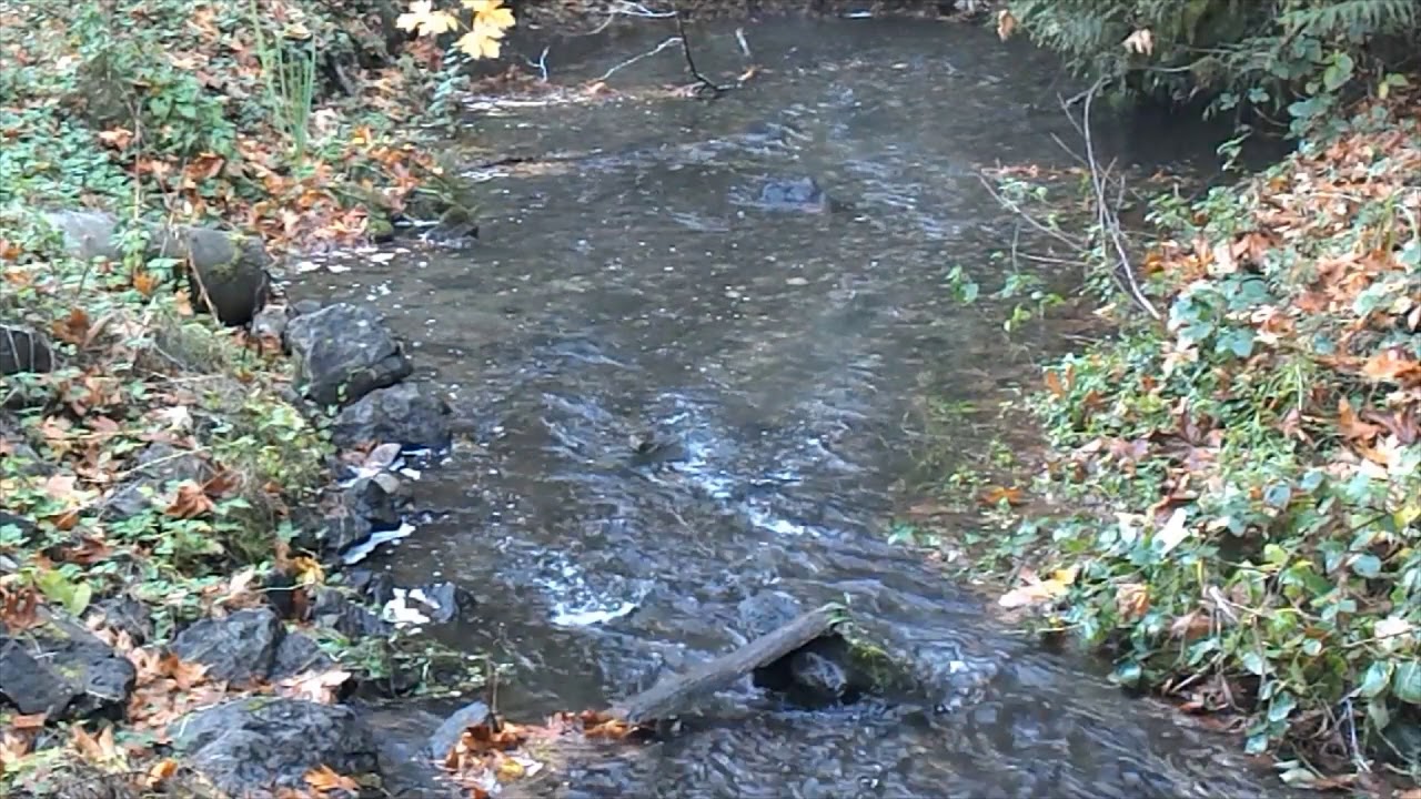 Salmon Run Kitsap Creek 2019 2 YouTube