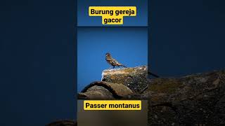 Download Lagu Burung gereja gacor, mantap juga ya 😍 MP3