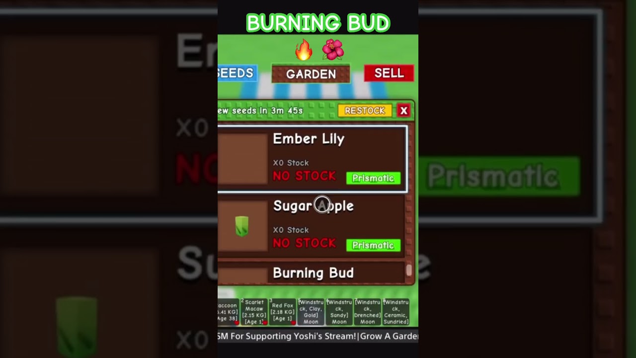 BURNING BUD IN SEED SHOP RESTOCK OMG 